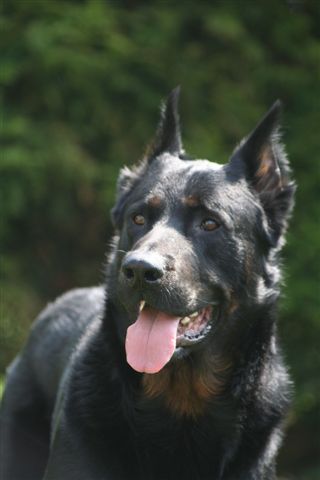 Ulysse de la case des loups