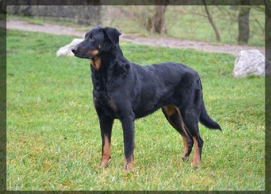 Feduccia de la case des loups