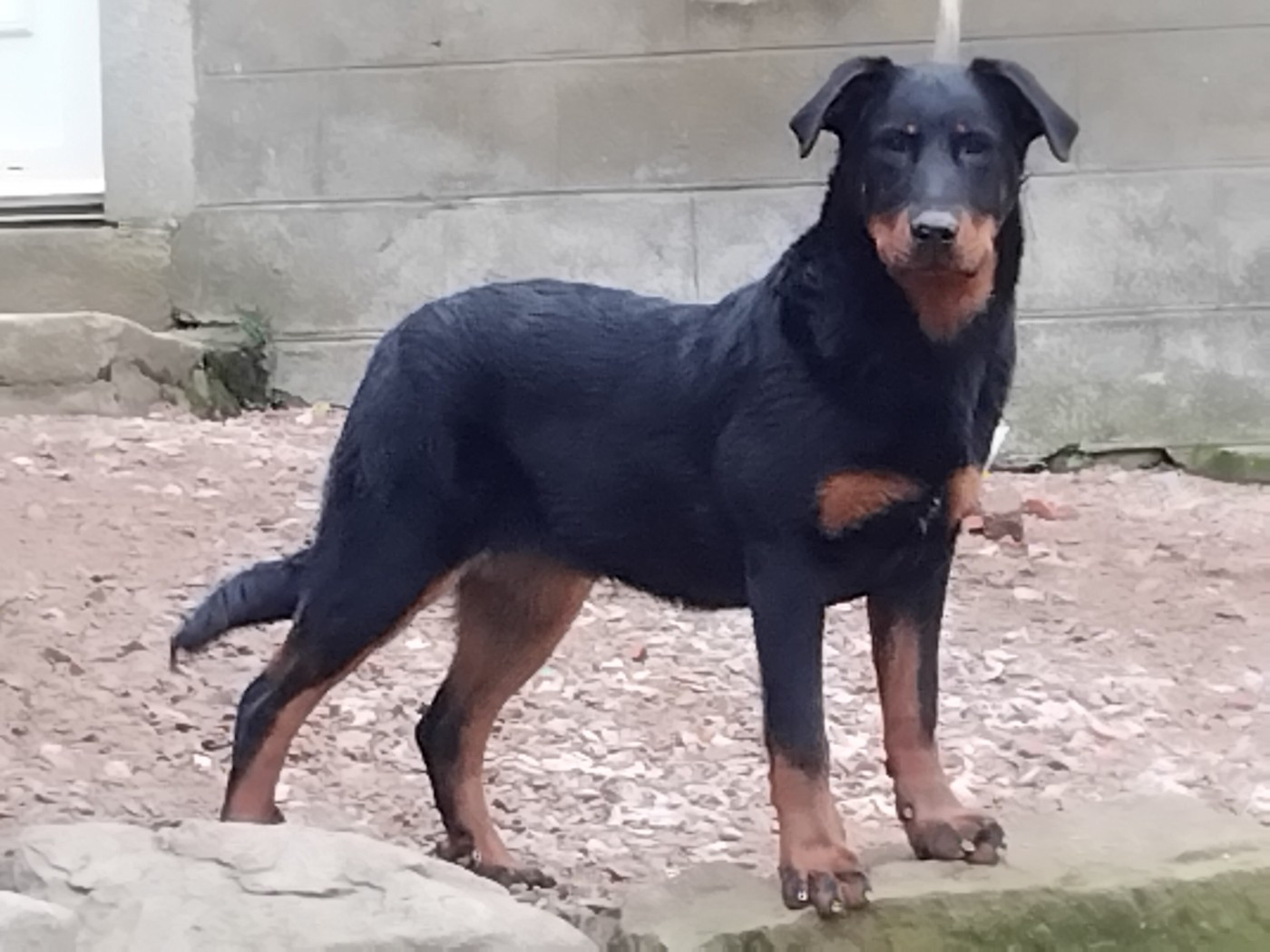 Alpine de la case des loups