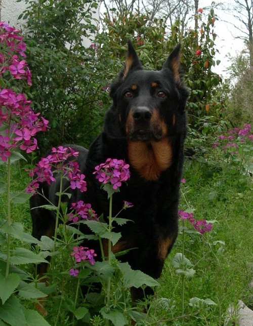 Thaia de la case des loups
