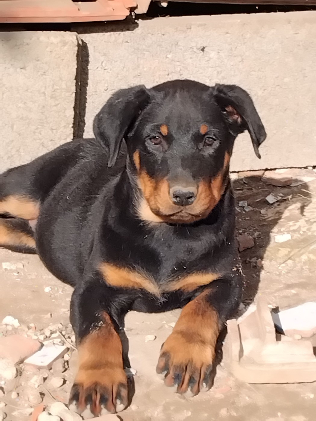 Femelle 3 mois à vendre