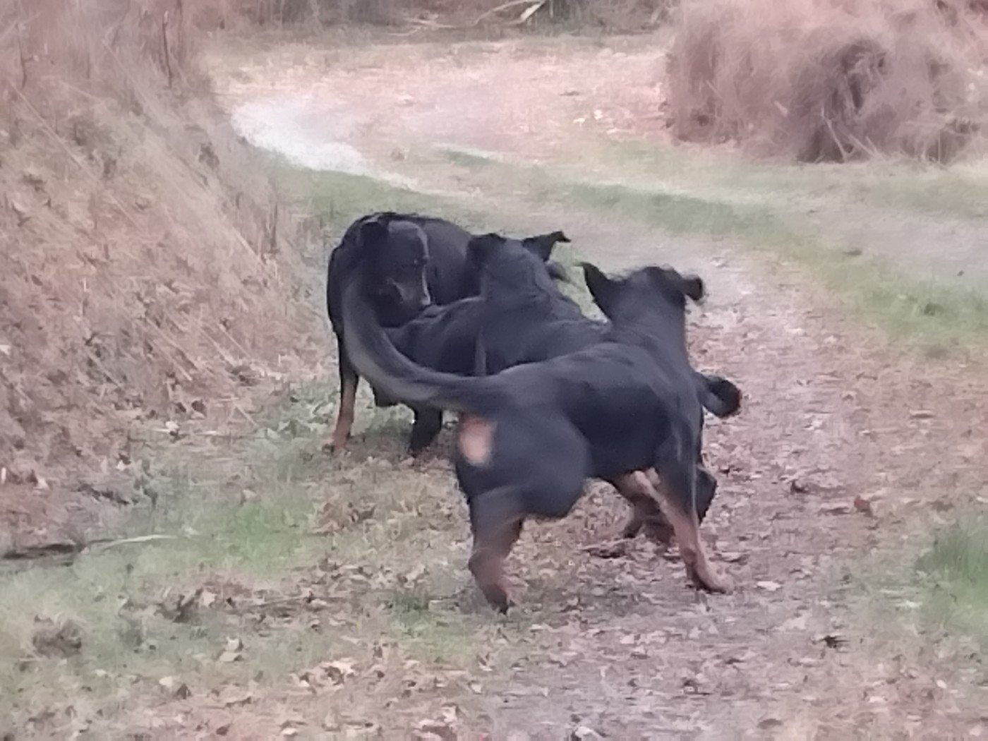 Les chiens en ballade