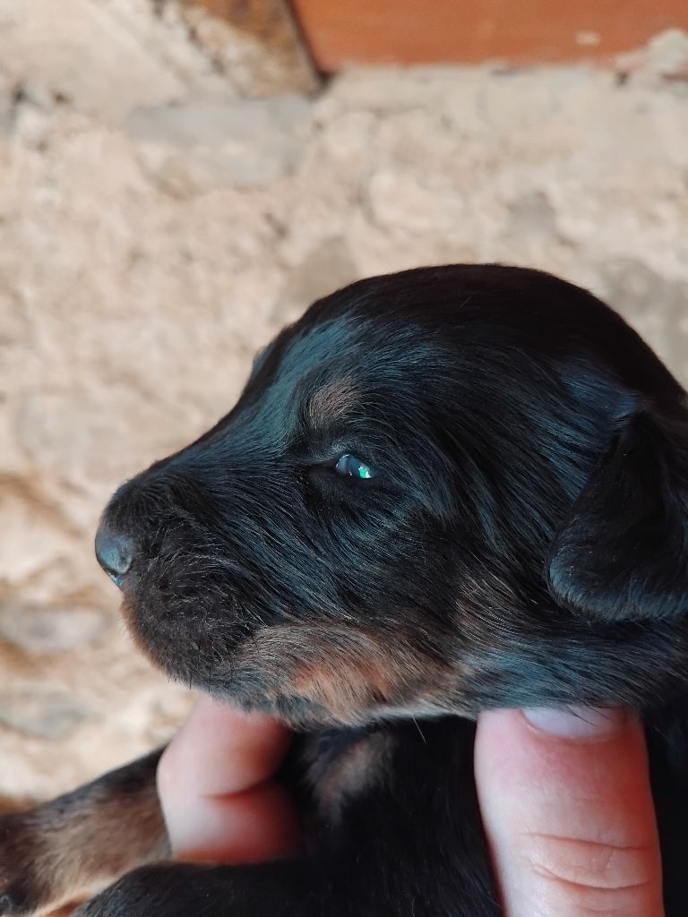 de la case des loups - Chiots disponibles - Berger de Beauce