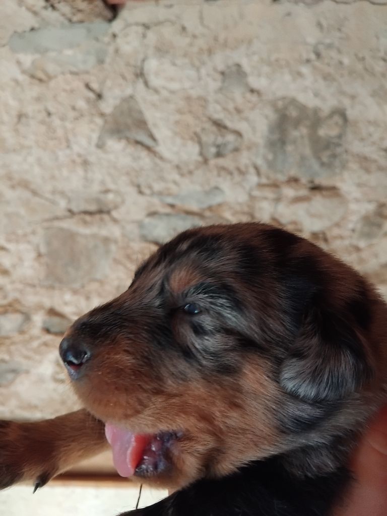 de la case des loups - Chiots disponibles - Berger de Beauce
