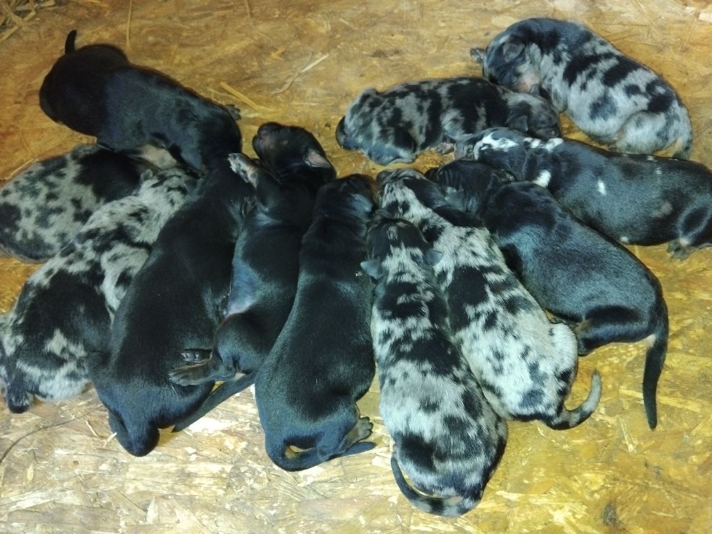 Chiot Berger de Beauce de la case des loups