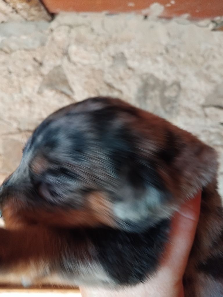 de la case des loups - Chiots disponibles - Berger de Beauce