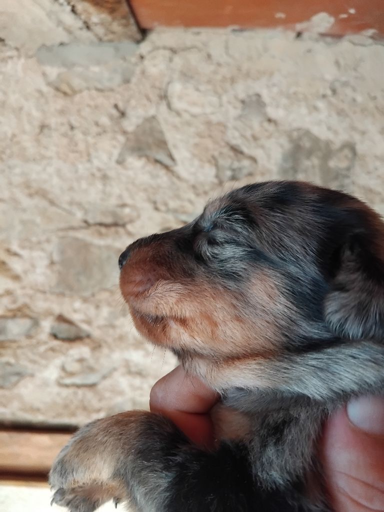 de la case des loups - Chiots disponibles - Berger de Beauce