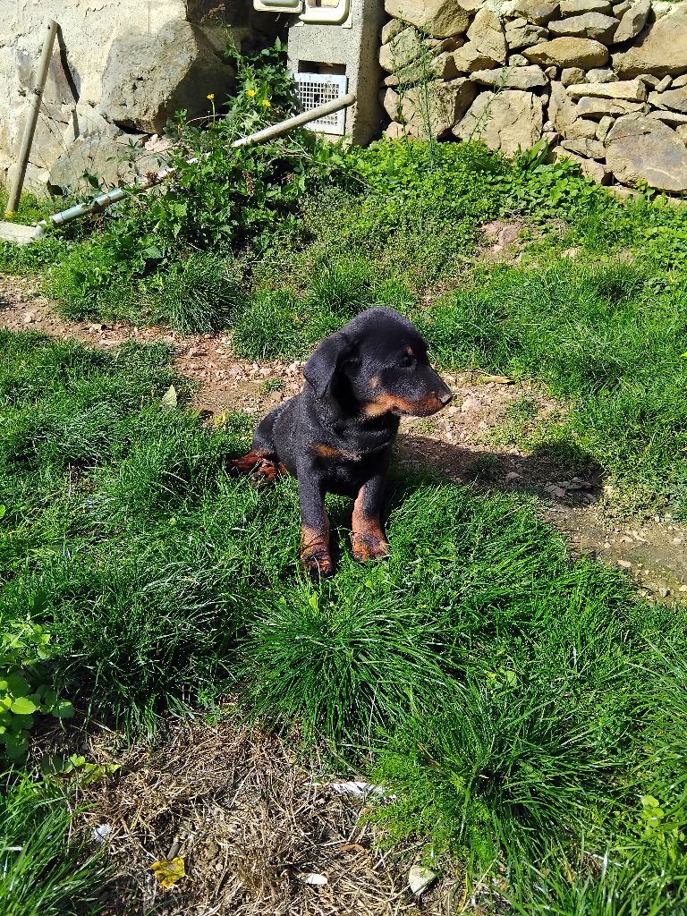de la case des loups - Chiots disponibles - Berger de Beauce