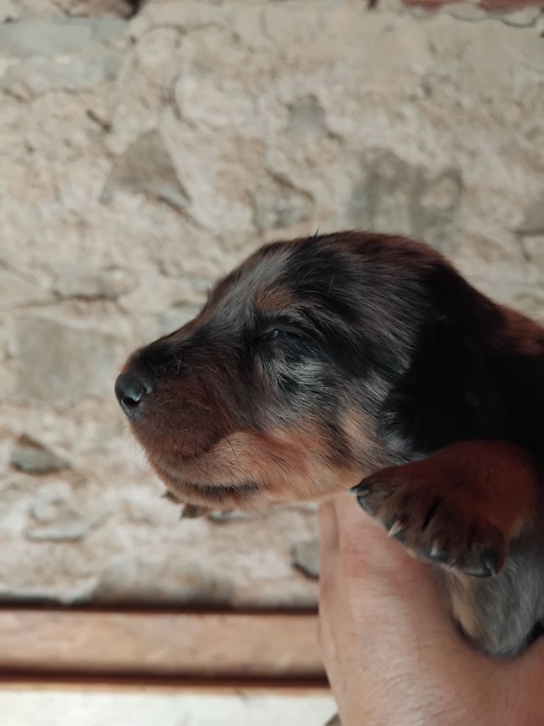 de la case des loups - Chiots disponibles - Berger de Beauce