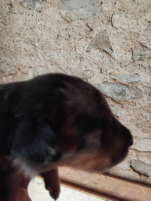 CHIOT 3