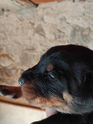 CHIOT 7