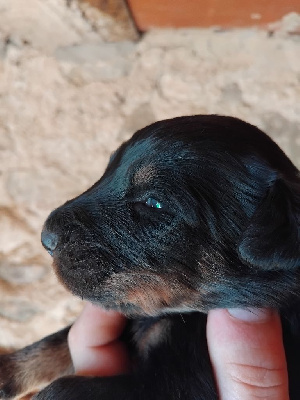 CHIOT 1