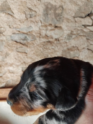 CHIOT 11