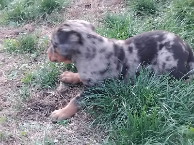 CHIOT 9