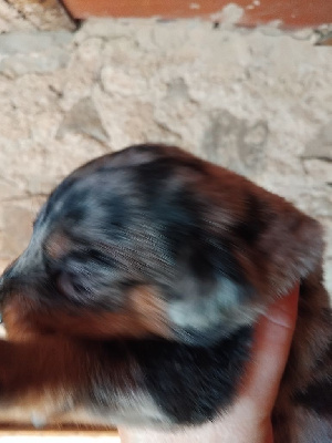 CHIOT 9
