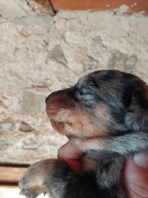 CHIOT 2