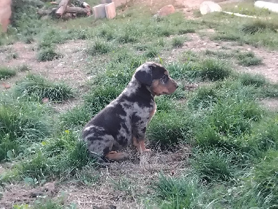 CHIOT 8