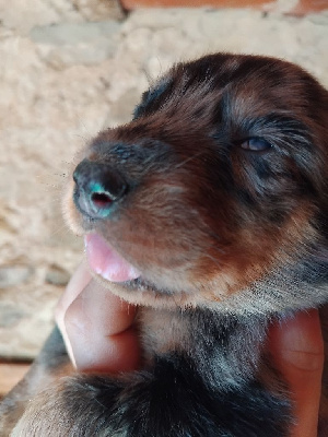 CHIOT 10