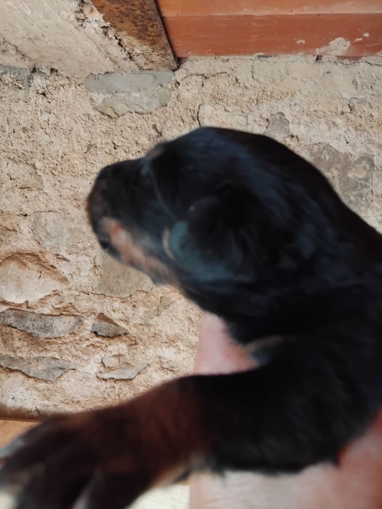 de la case des loups - Chiots disponibles - Berger de Beauce