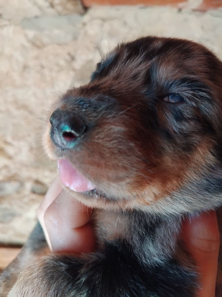 de la case des loups - Chiots disponibles - Berger de Beauce