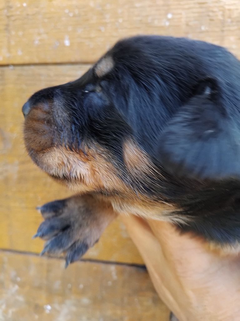 de la case des loups - Chiots disponibles - Berger de Beauce